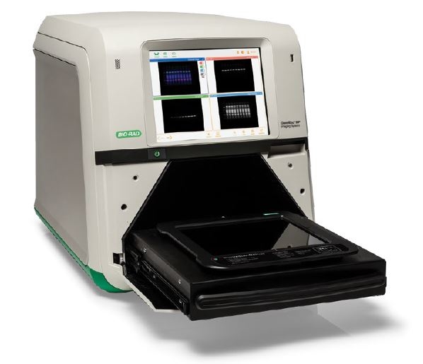 Bio-Rad Chemidoc MP Imaging System | Autophagy, Inflammation And ...